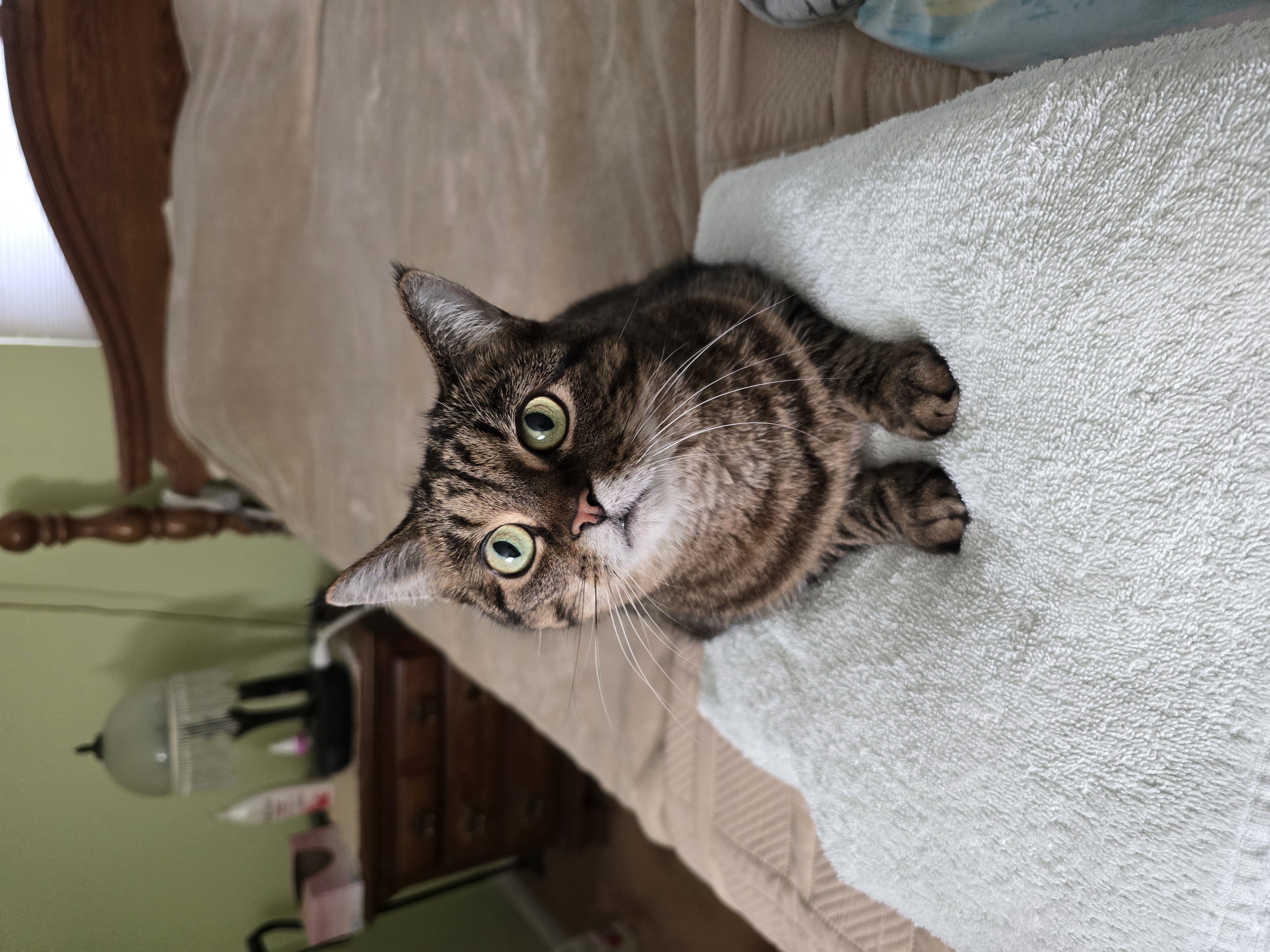 Lea the cat